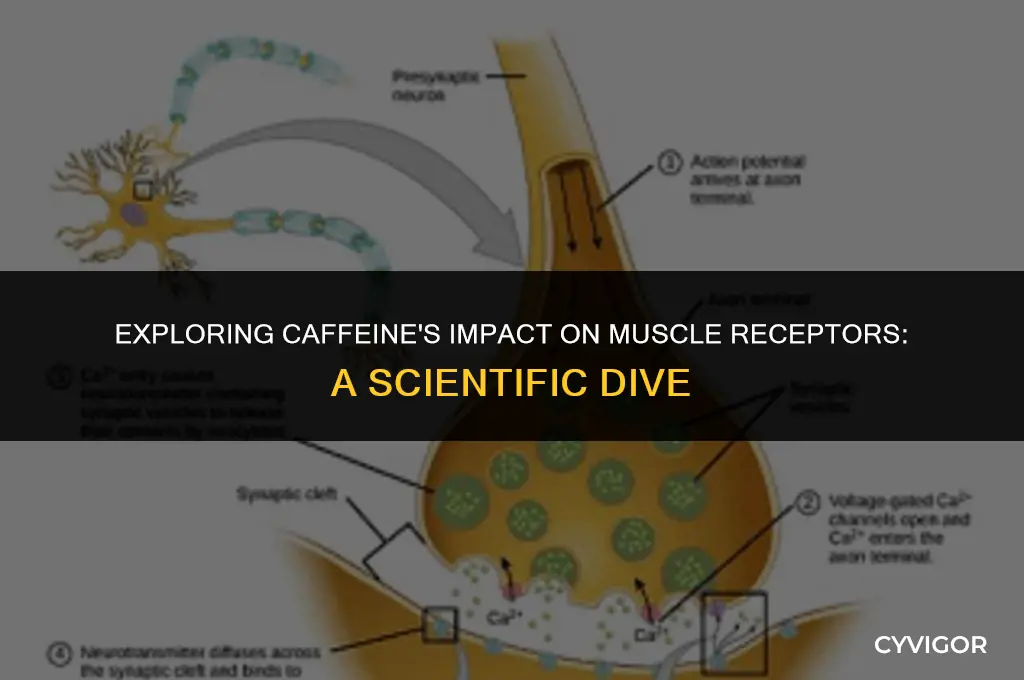 how does caffiene affect muscle receptors