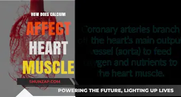 Calcium's Crucial Role in Heart Muscle Function and Health