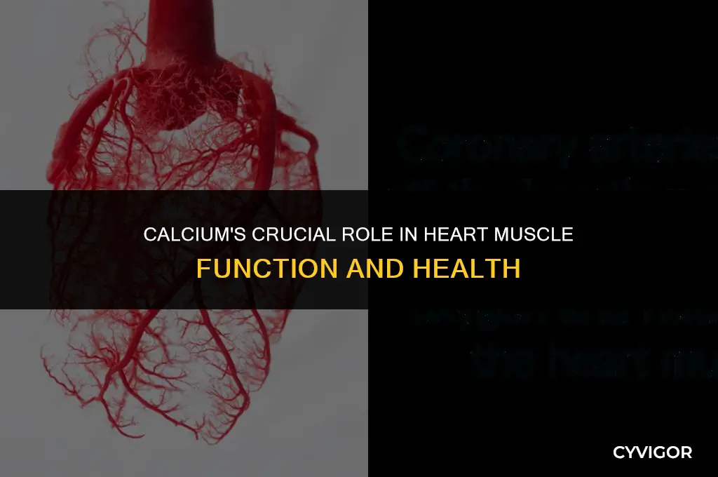 how does calcium affect heart muscle