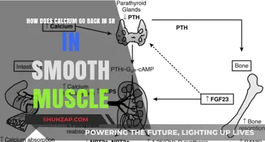 Calcium Reuptake in Smooth Muscle: The Role of SR