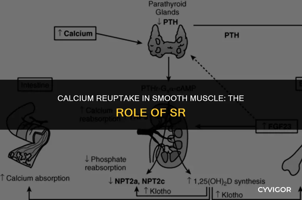 how does calcium go back in sr in smooth muscle