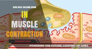 Calcium's Role in Muscle Contraction: Unlocking the Mechanism