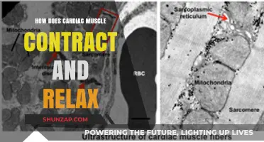 Cardiac Muscle Contraction and Relaxation: The Science Behind Heartbeats