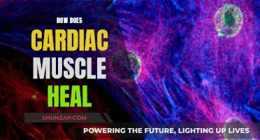 The Heart's Healing Process: Cardiac Muscle Recovery