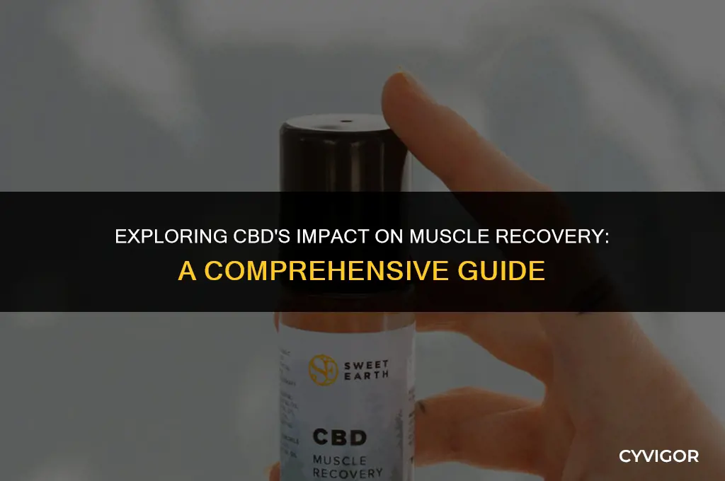 how does cbd affect muscle recovery