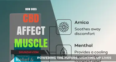 Exploring CBD's Impact on Muscle Health and Recovery