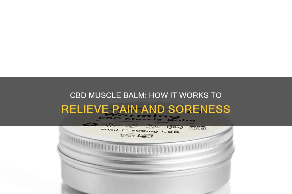 how does cbd muscle balm work