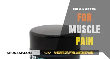 CBD for Muscle Pain: Understanding Its Mechanism and Benefits