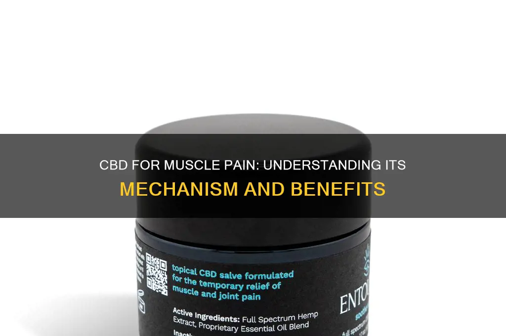 how does cbd work for muscle pain