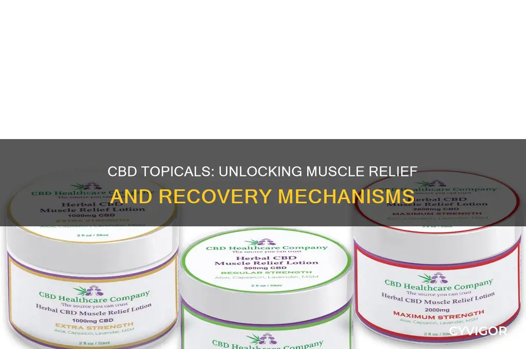 how does cbd work topically muscles