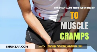 Unraveling the Connection: Cellular Respiration and Muscle Cramps