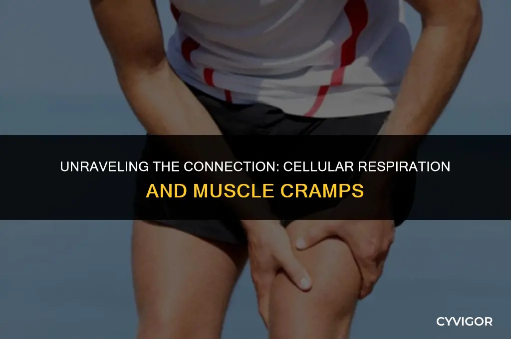 how does celluar respirtion connected to muscle cramps