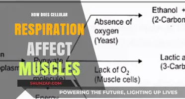 Unveiling the Impact of Cellular Respiration on Muscle Function and Performance