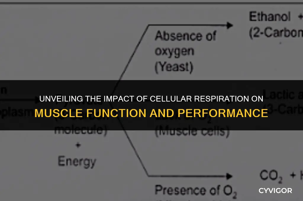 how does cellular respiration affect muscles