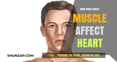 The Impact of Chest Muscles on Heart Health: A Comprehensive Guide