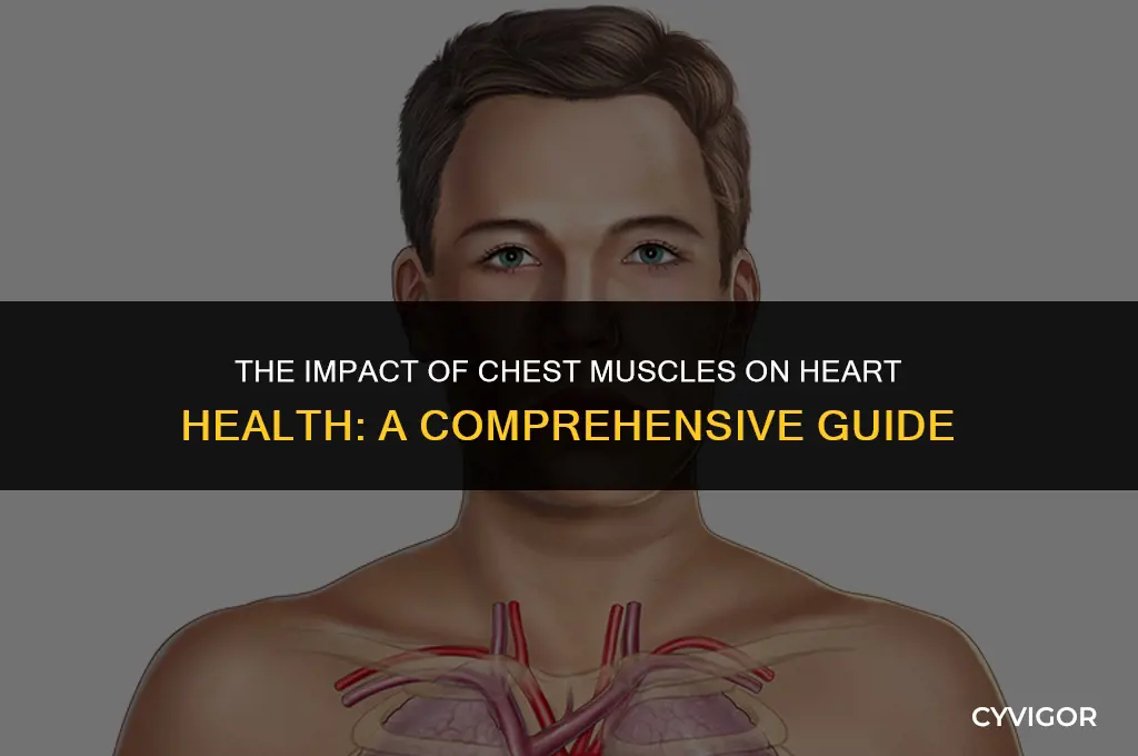 how does chest muscle affect heart
