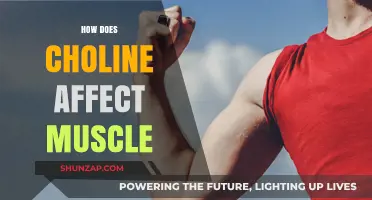 Unlocking the Power of Choline: Its Impact on Muscle Health and Performance
