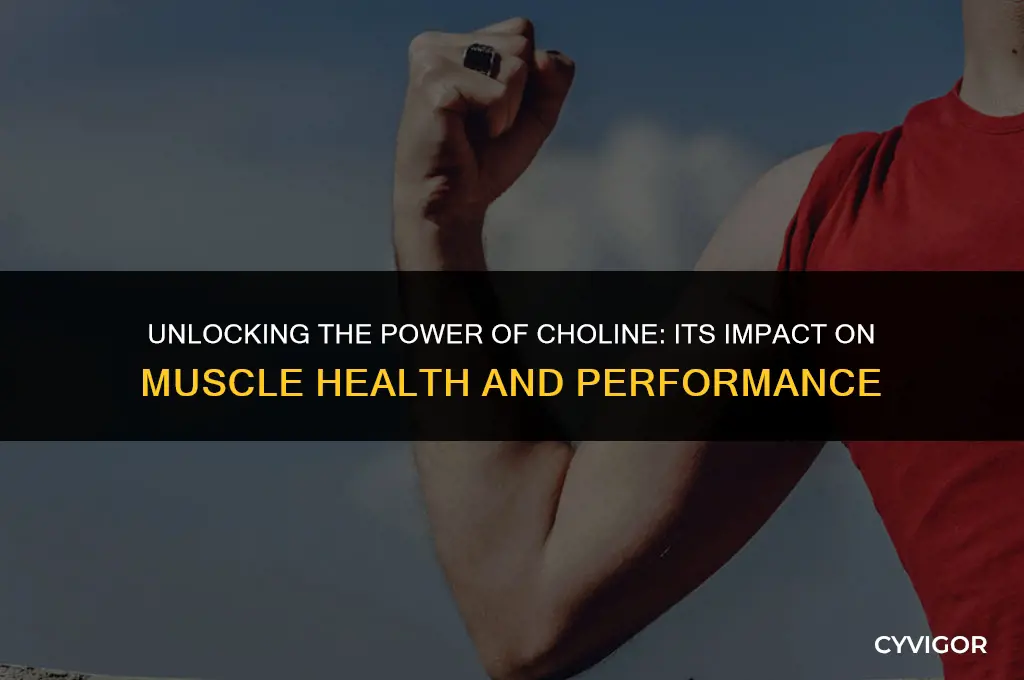 how does choline affect muscle