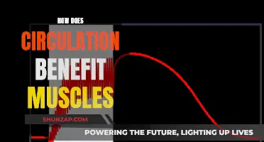 Circulation and Muscle Health: The Vital Connection