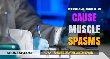 Clostridium Tetani: Understanding the Cause of Muscle Spasms