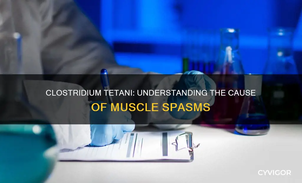 how does clostridium tetani cause muscle spasms