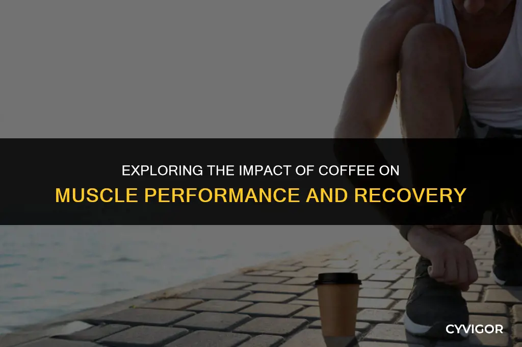 how does coffee affect muscles