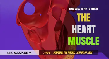 COVID-19's Impact on Heart Muscle: What You Need to Know