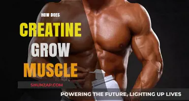 How Creatine Fuels Muscle Growth: Science-Backed Benefits Explained