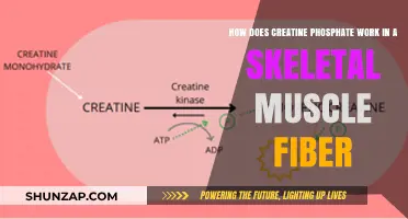 Creatine Phosphate's Role in Skeletal Muscle Fiber Energy Production Explained
