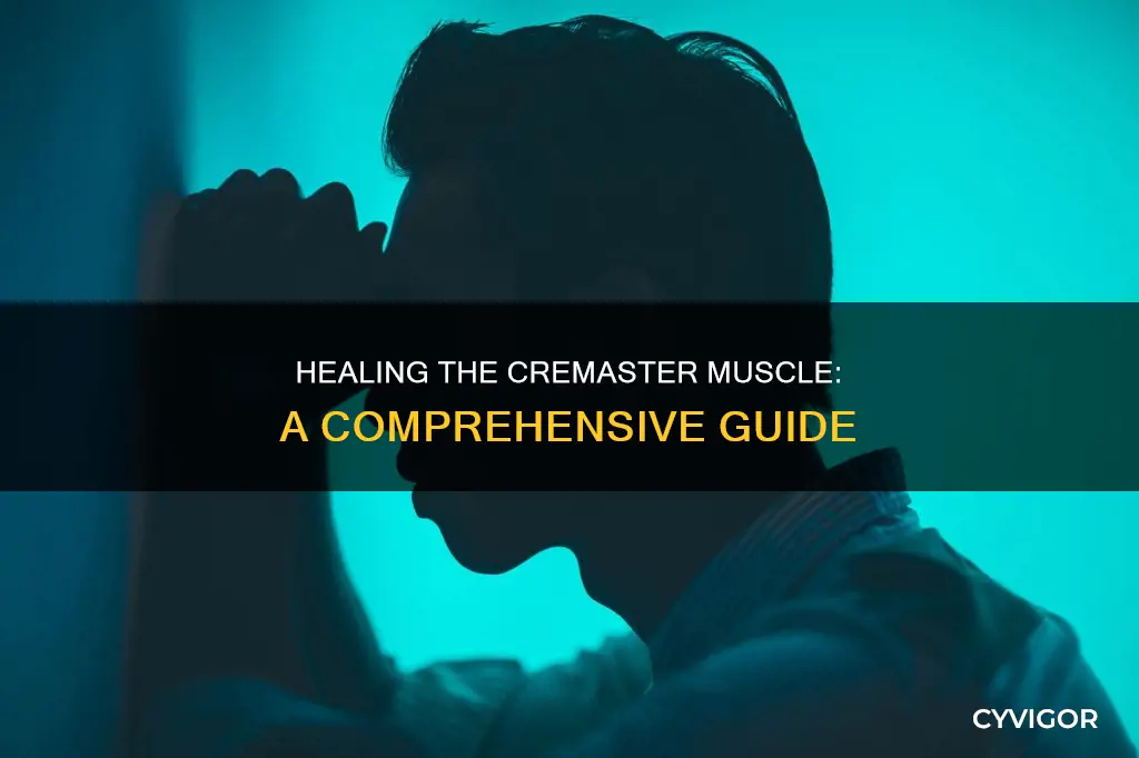 how does cremaster muscle heals