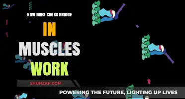 Unraveling the Mechanics of Muscle Cross-Bridge Cycling and Contraction