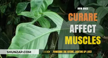 Unveiling the Mechanism: How Curare Influences Muscle Function