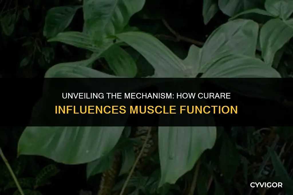 how does curare affect muscles