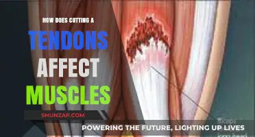 Understanding the Impact: How Tendon Damage Affects Muscle Function