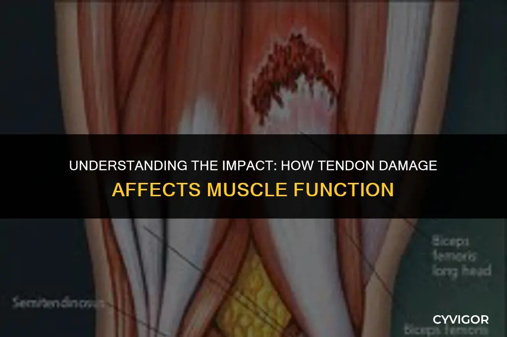 how does cutting a tendons affect muscles