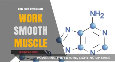 Cyclic AMP's Role in Smooth Muscle Function and Regulation Explained
