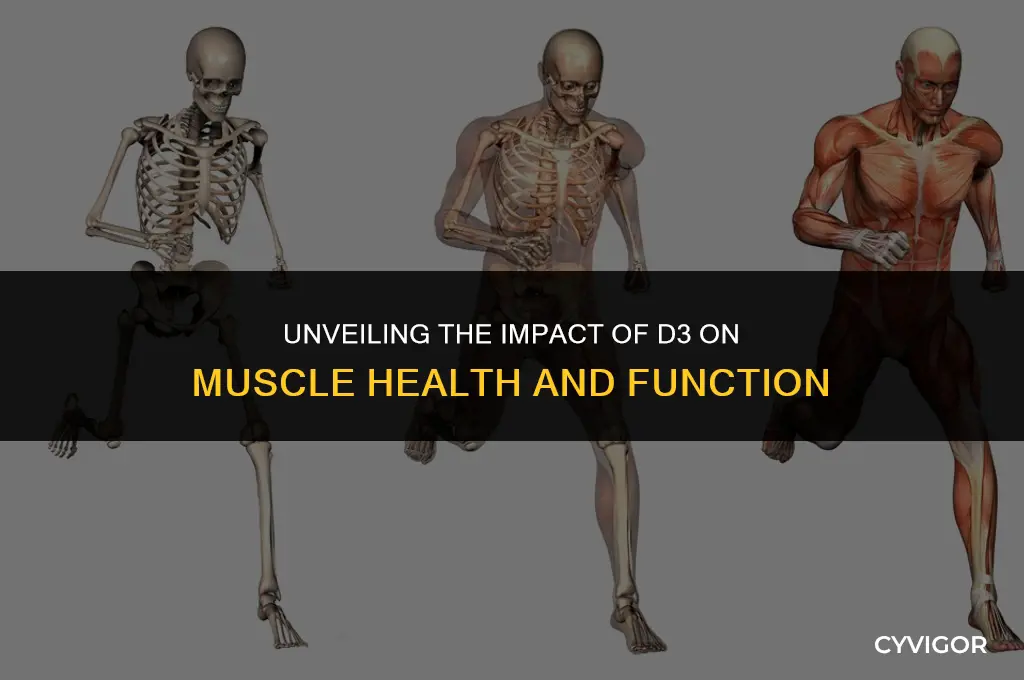 how does d3 affect muscles