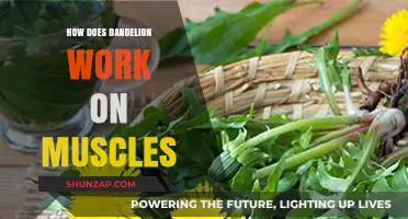 Dandelion's Muscle Benefits: Unlocking Strength, Recovery, and Flexibility Naturally