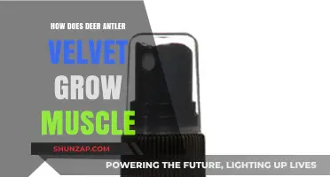 Deer Antler Velvet: Unlocking Muscle Growth Secrets and Benefits