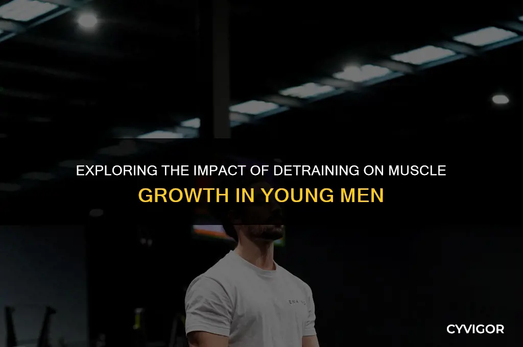 how does detraining affect muscle hypertrophy in young males