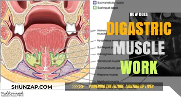 Understanding the Digastric Muscle: Function, Anatomy, and Role in Jaw Movement