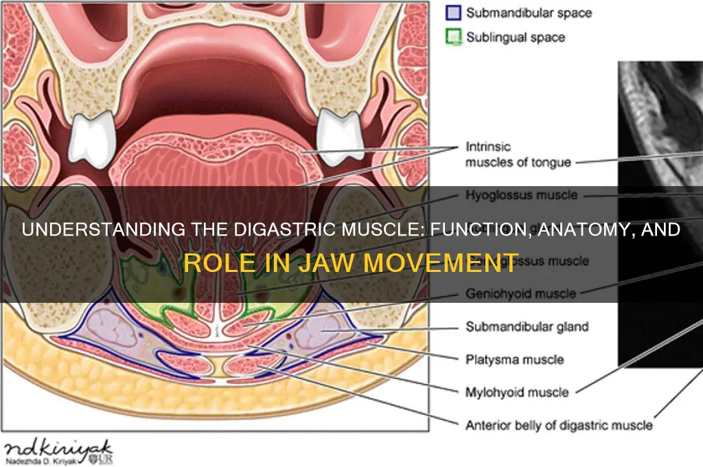 how does digastric muscle work