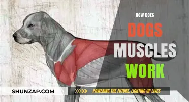 Understanding Canine Muscle Function: How Dogs' Muscles Work and Move