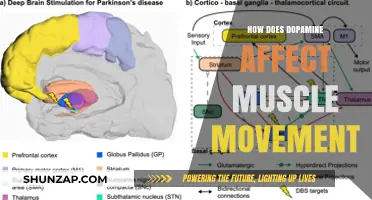 Unveiling Dopamine's Role in Orchestrating Muscle Movements