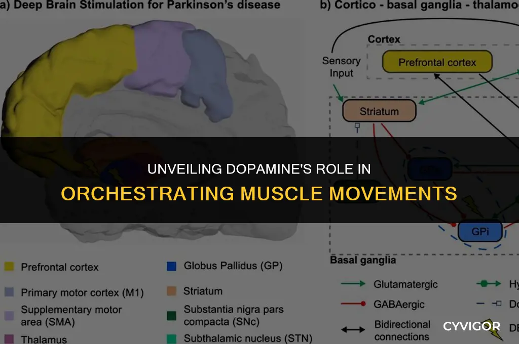 how does dopamine affect muscle movement