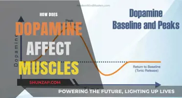 Unveiling the Impact of Dopamine on Muscle Function and Performance