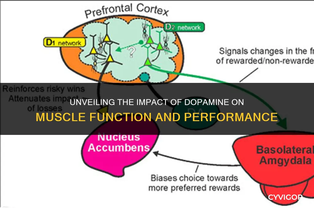 how does dopamine affect muscles