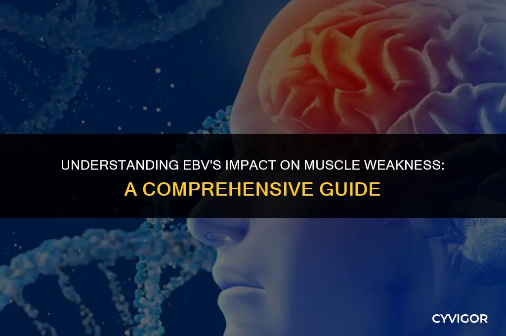 how does ebv affect muscle weakness