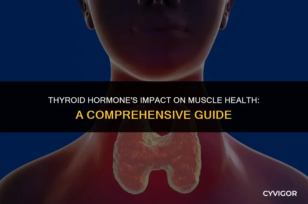 how does elevated thyroid hormone level affect muscles