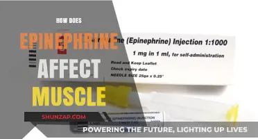Unleashing Strength: The Impact of Epinephrine on Muscle Performance